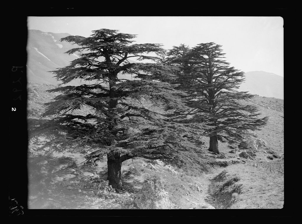 Lebanon. A typical Cedar of Lebanon